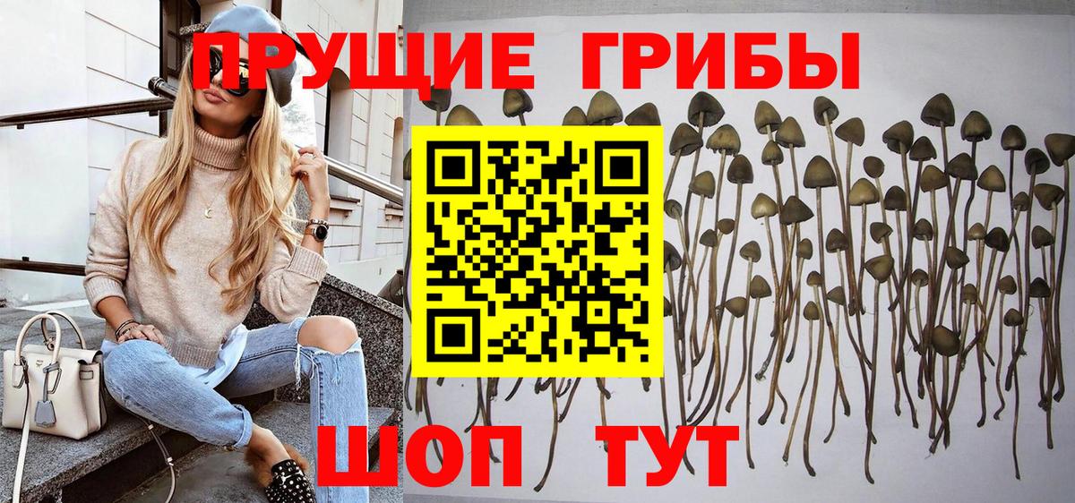 Будённовск  Галлюциногенные грибы мицелий  Вход с VPN  Псилоцибиновые грибы GOLDEN TEACHER 